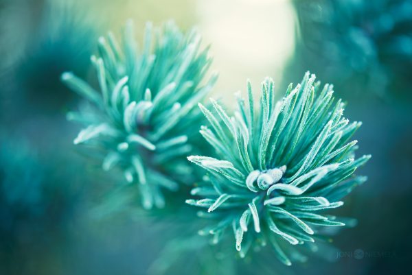 Close Up Of A Pine Tree Branch