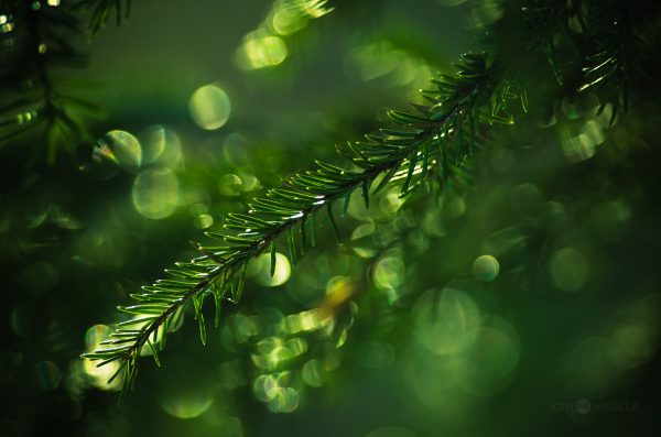 Close Up Of A Pine Tree Branch