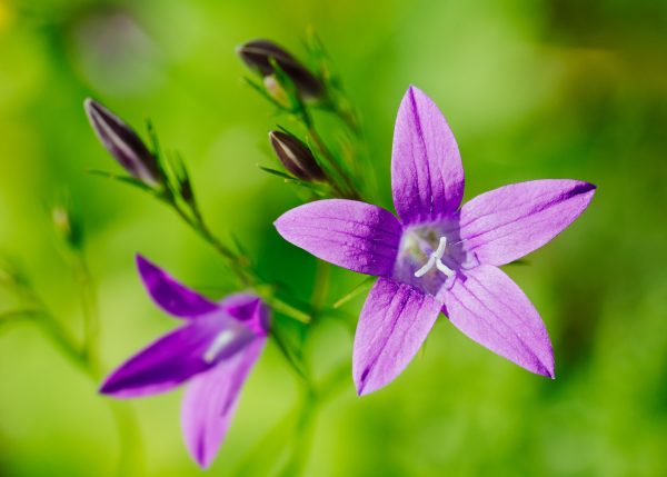 Close Up Of A Purple Flower With Blurry Background