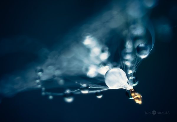 Close Up Of A Seedling On Black Background