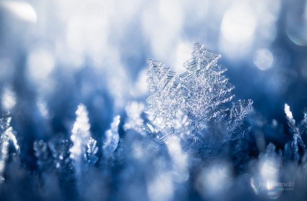 Close Up Of A Snowflake In The Snow