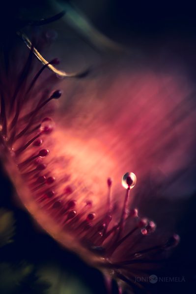 Close Up Of A Sundew With Single Gland Drop