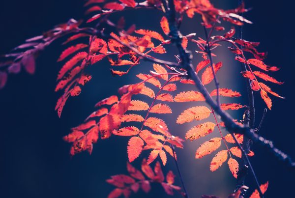 Close Up Of A Tree With Orange Leaves