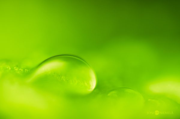 Close Up Of A Water Drop On Green Background