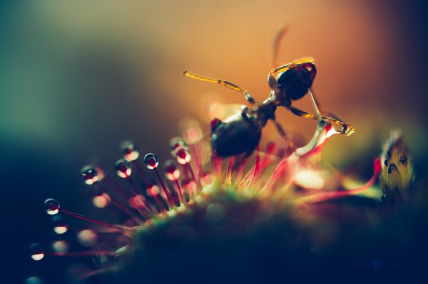 Close-Up Of An Ant Balancing On Tiny Dewdrops On A Sundew Plant At Dawn