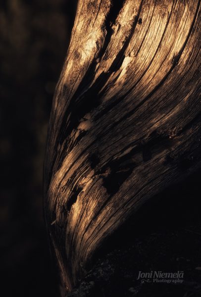 Close Up Of Bark Texture On Tree Trunk