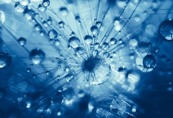 Close Up Of Dandelion Seed With Water Droplets