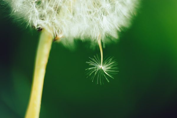 Close-Up Of Dandelion Seed With Blurry Background