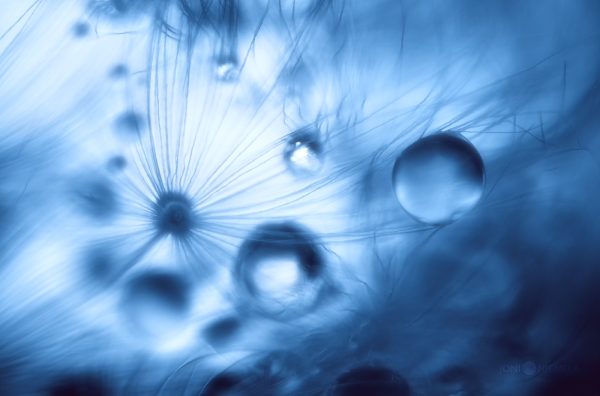 Close-Up Of Dandelion Seed With Water Droplets