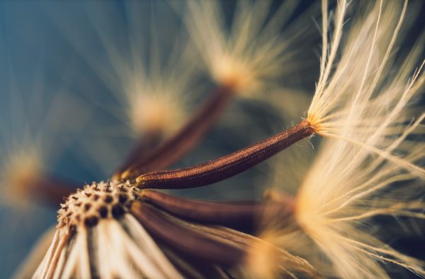 Close Up Of Dandelion With Blue Sky Background