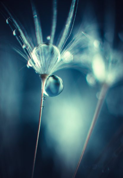 Close Up Of Dandelion With Water Droplets