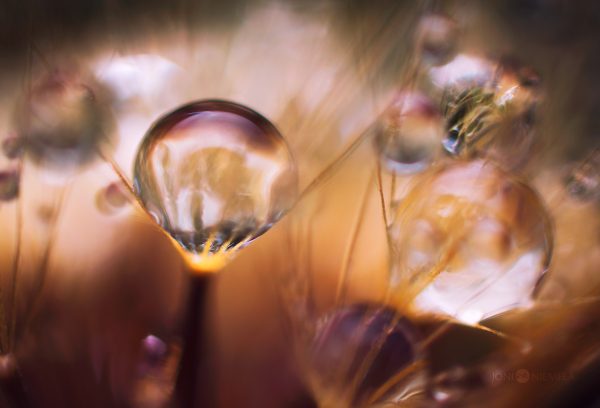 Close-Up Of Dew Drops On Golden Seeds During Early Morning Light
