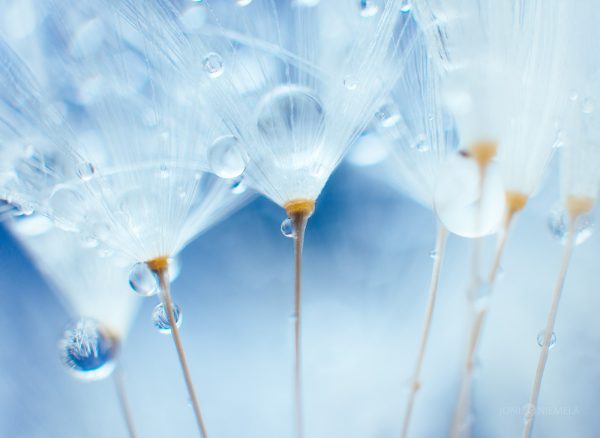 Close-Up Of Dewdrops On Dandelion Seeds Against A Soft Blue Background
