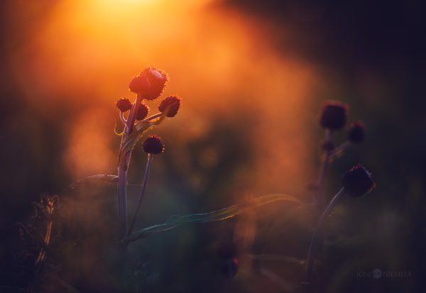 Close Up Of Flowers With A Light In The Background
