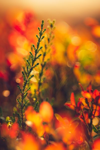 Close-Up Of Fresh Greenery Against A Warm Autumn Backdrop During Sunset