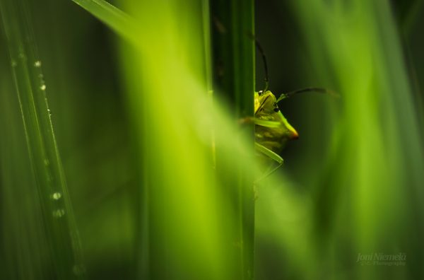 Close Up Of Grass Plant With Bug