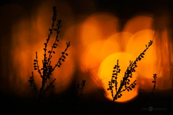 Close Up Of Heathers With Sun Background