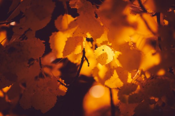 Close Up Of Leaves On Tree