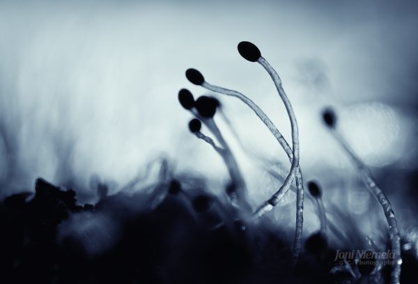 Close-Up Of Morning Dew On Sporophytes In A Misty Forest At Dawn