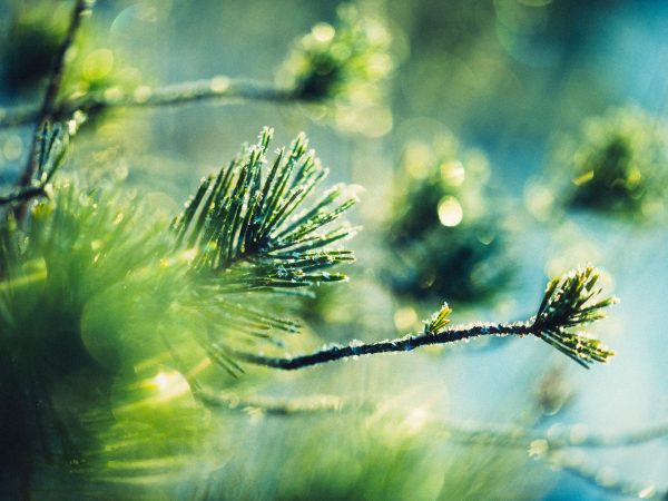 Close Up Of Pine Tree Branch