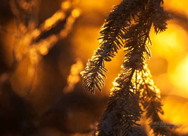 Close Up Of Pine Tree With Sun In Background