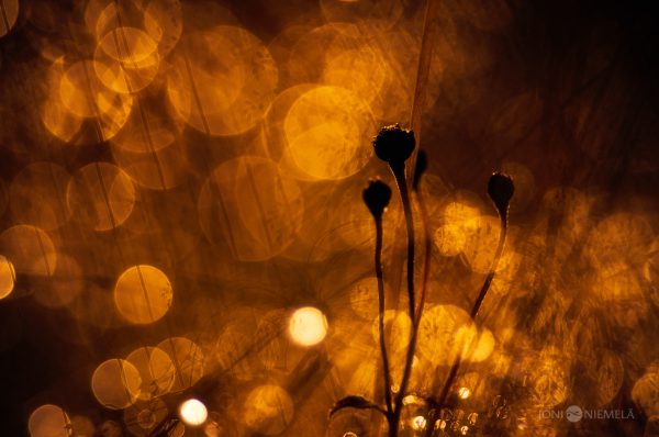 Close Up Of Plant With Bright Lights Background