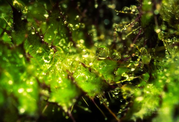 Close Up Of Plant With Water Drops