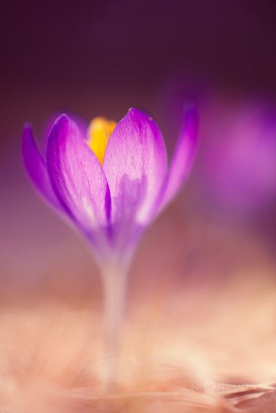 Close Up Of Purple Flower With Blurry Background