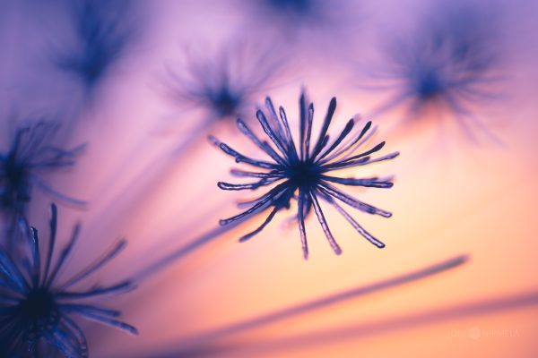 Close-Up Of Silhouetted Frozen Cow Parsley Against A Soft Sunset Sky