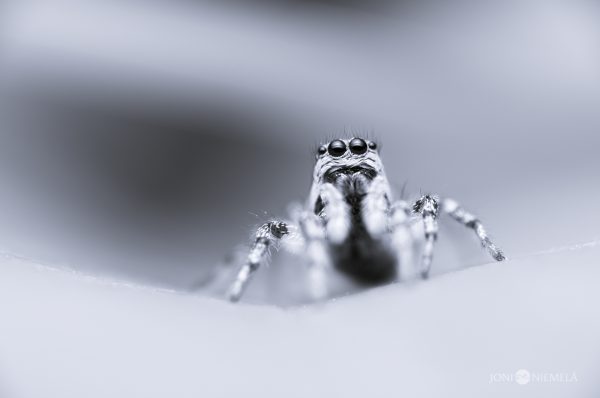 Close Up Of Spider On White Surface
