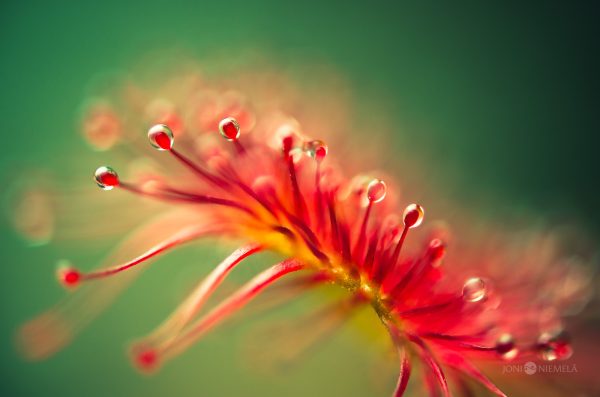 Close-Up Of Sundew Nectar Drops