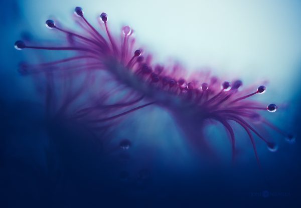 Close-Up Of Sundew With Water Droplets