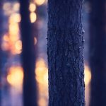 Close Up Of Tree Trunk In Forest