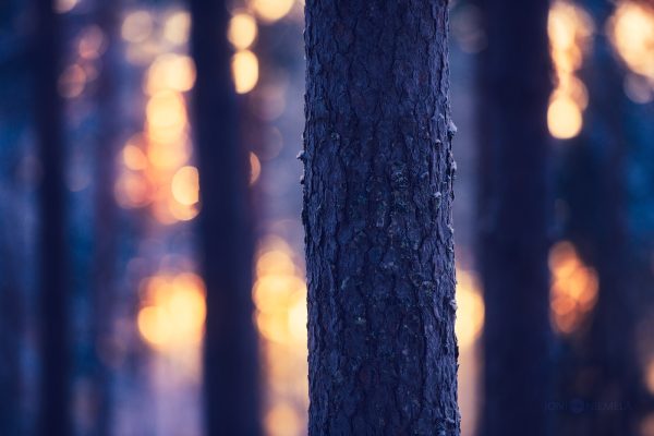 Close Up Of Tree Trunk In Forest