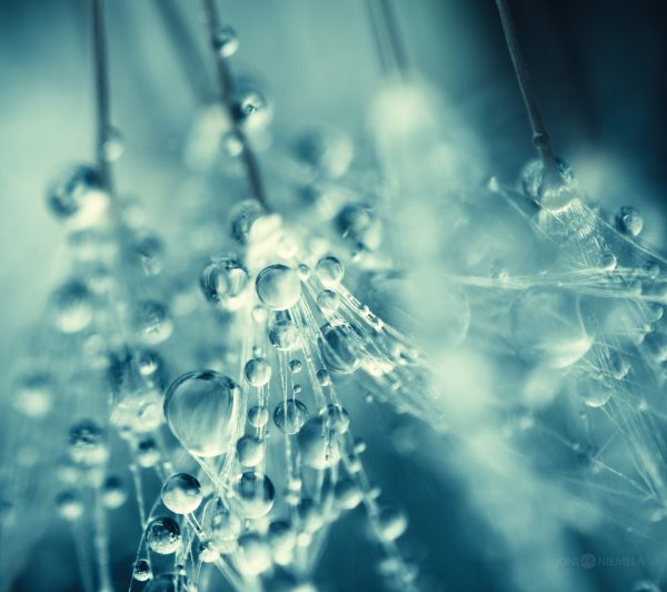 Close Up Of Water Droplets On A Dandelion Seeds