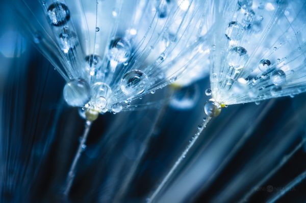 Close Up Of Water Droplets On Dandelion Seeds
