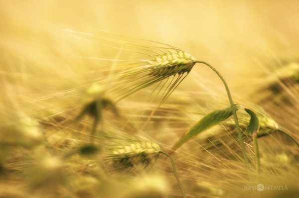 Close Up Of Wheat Field With Blurry Background
