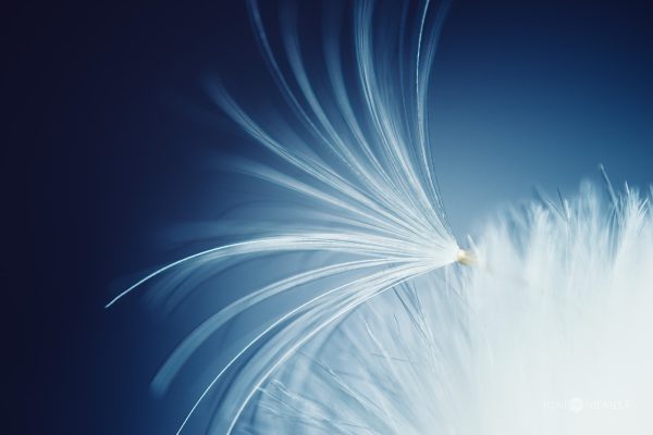 Close Up Of White Feather-Like Dandelion Seed