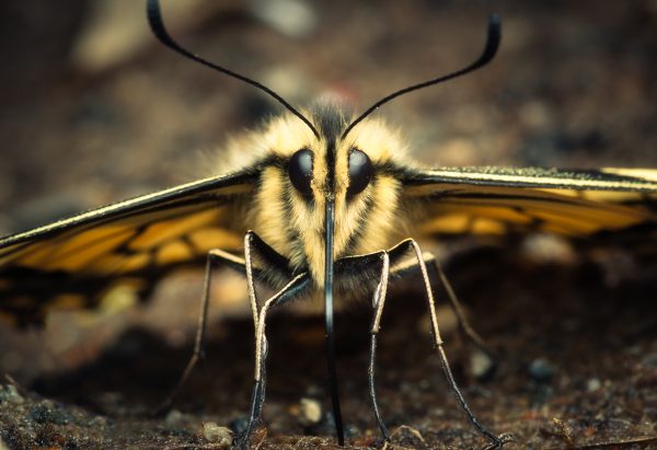 Close-Up View Of A Butterfly Resting On The Ground During Early Morning Light