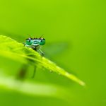 Close-Up View Of A Damselfly Perched On A Green Leaf In Natural Daylight
