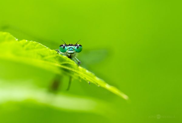 Close-Up View Of A Damselfly Perched On A Green Leaf In Natural Daylight