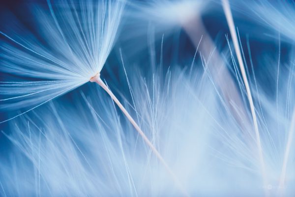 Close-Up View Of A Dandelion Seed In Soft Focus With A Dreamy Blue Background