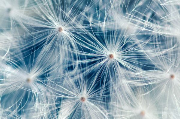 Close-Up View Of A Dandelion Seed Head Revealing Delicate Details