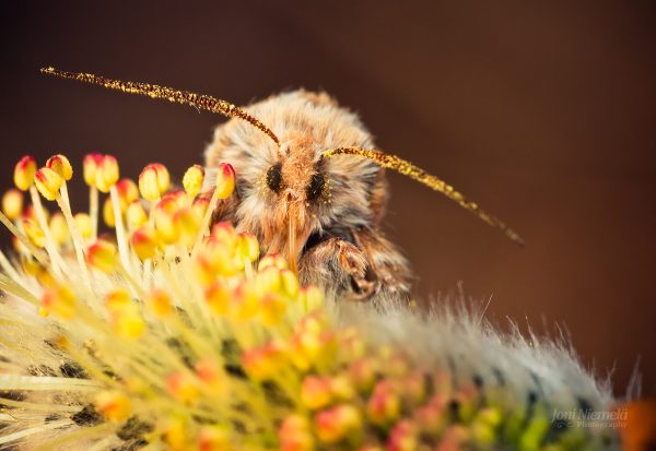 Close-Up View Of A Fuzzy Moth Resting On Colorful Flowers At Twilight
