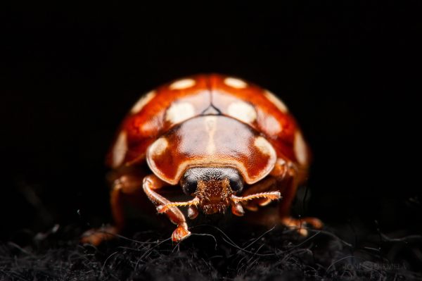 Close-Up View Of A Ladybug Crawling On A Dark Surface In Natural Daylight