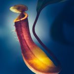 Close-Up View Of A Nepenthes Pitcher Plant Against A Moody Blue Background