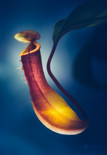 Close-Up View Of A Nepenthes Pitcher Plant Against A Moody Blue Background