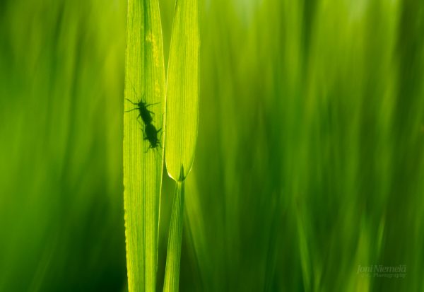 Close-Up View Of A Silhouetted Insects Clinging To Green Grass Blade