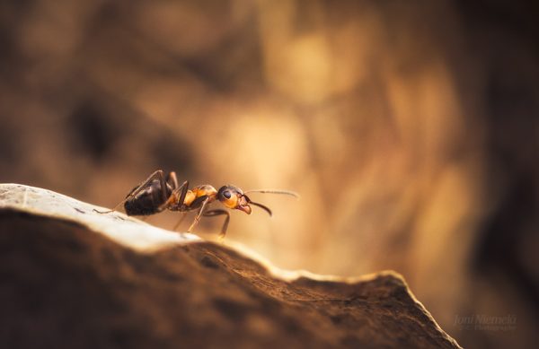 Close-Up View Of An Ant Exploring The Texture Of A Leaf Surface At Twilight