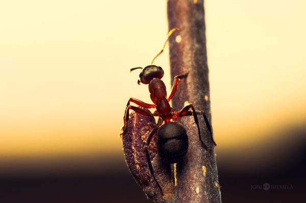Close-Up View Of An Ant Perched Atop A Twig At Golden Hour